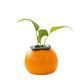 Vivid Orange Hydroponic Vase - Your Green Oasis